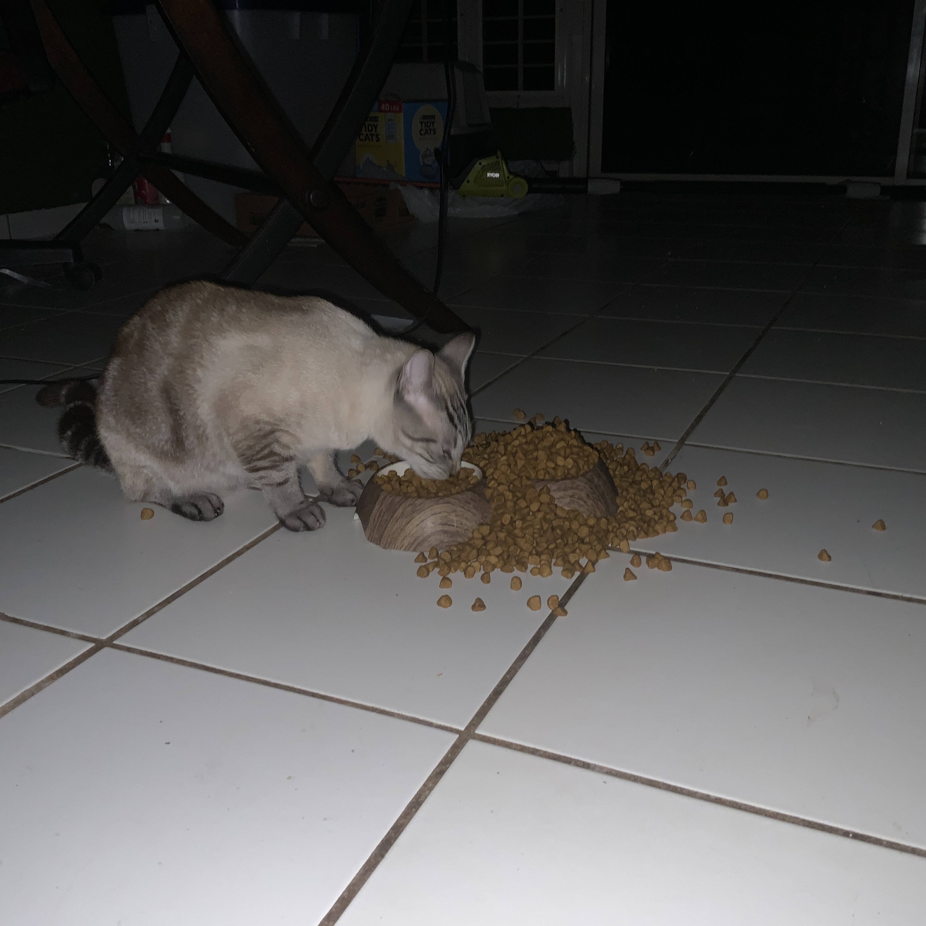 The webmasters cat eating the pile of food. Only god knows if he (the cat) finished it all.