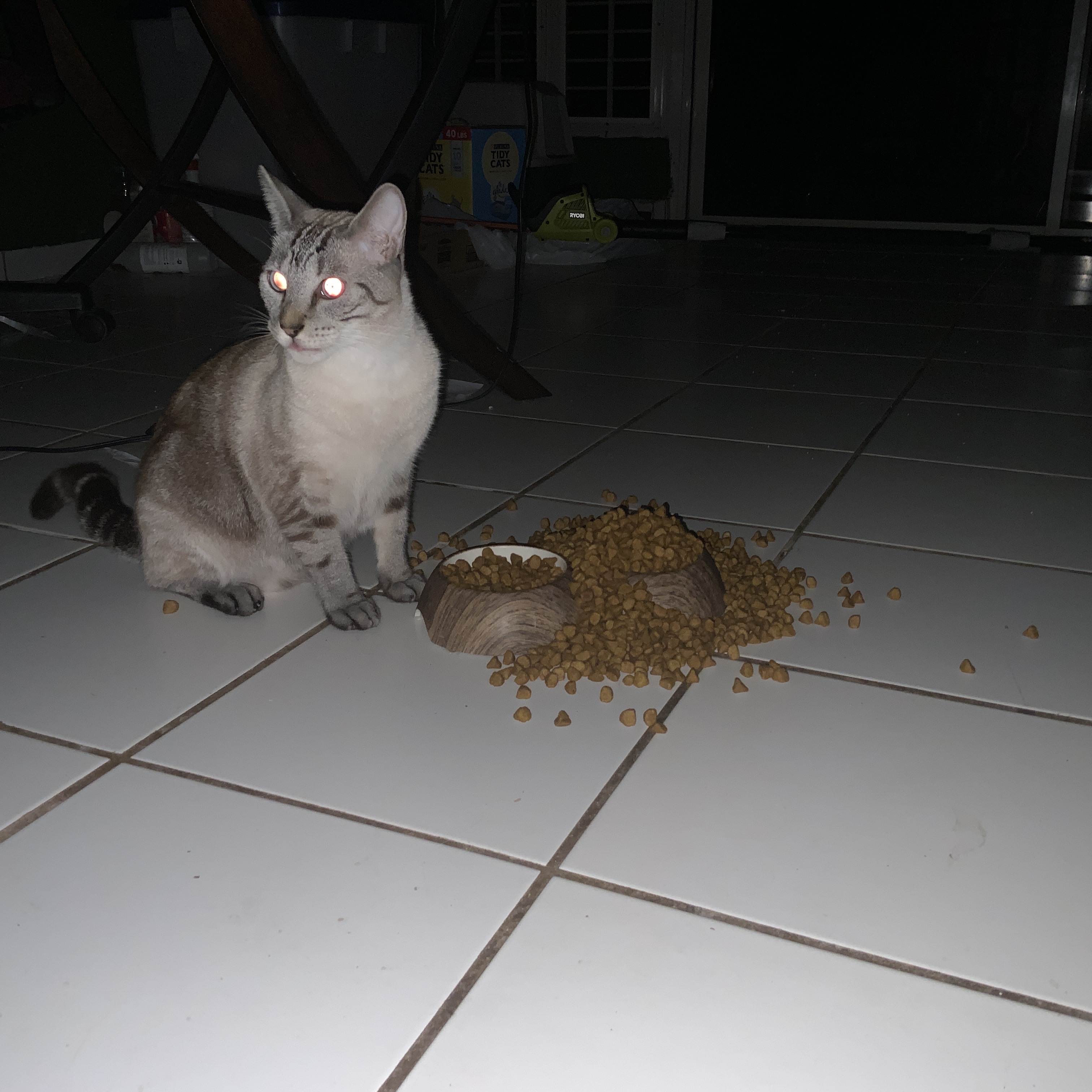 A cat next to an overfilled food bowl. The food has spilled all over the floor, and the cat is looking towards a direction opposite of the bowl.