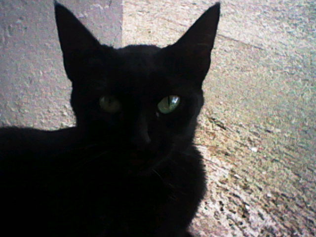 A black cat with green eyes and thin black thin pupils. The cat stares directly towards the camera.