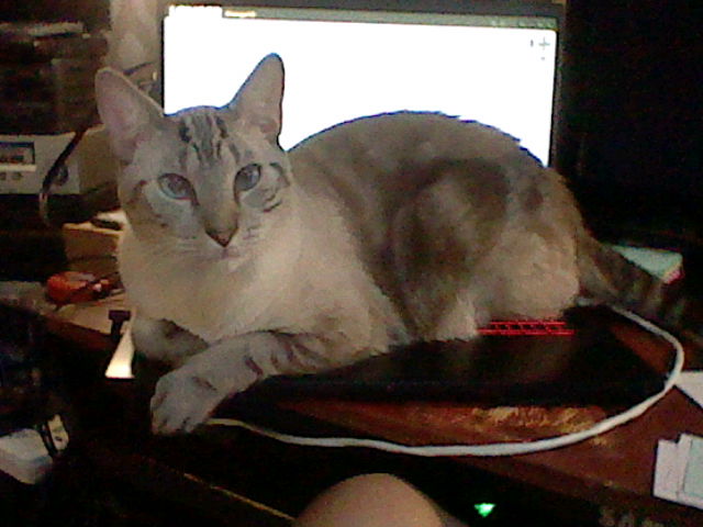 A cat on top of a laptop keyboard looking at the camera.