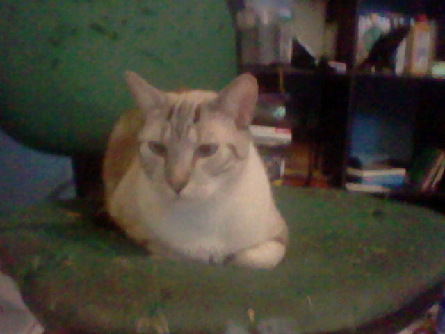 A cat doing a loaf like position laying on a worn green chair.