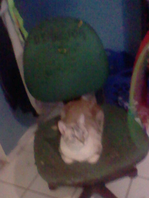 A cat doing a loaf like position laying on a worn green chair, this time with a top-down camera perspective. The chair has the word Director written on it. The cat looks up towards the right.