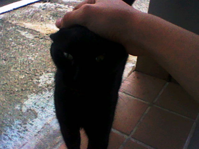 A black cat being petted on the head. Its eyes are half closed.