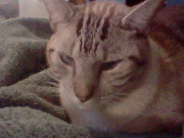 A cat laying on a green sheet with half closed eyes.